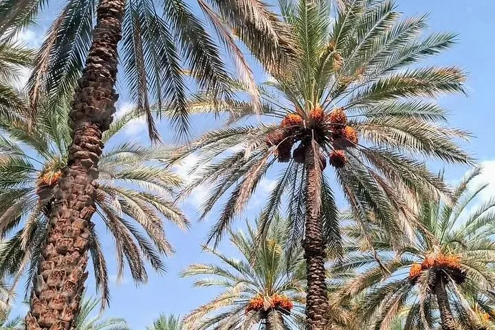 Hohe Palmen mit orangefarbenen Datteln vor blauem Himmel
